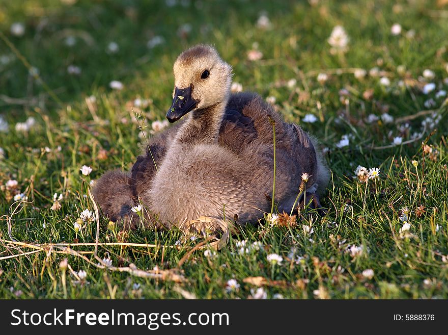 Canadian goose, baby bird on green grass, wild. Canadian goose, baby bird on green grass, wild