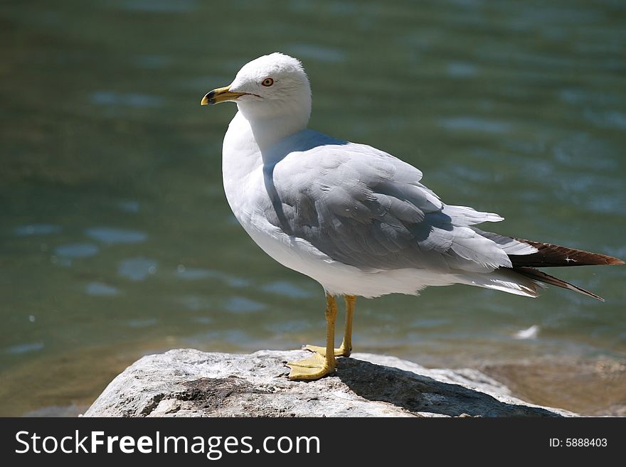 Close-up, seagull on a rock