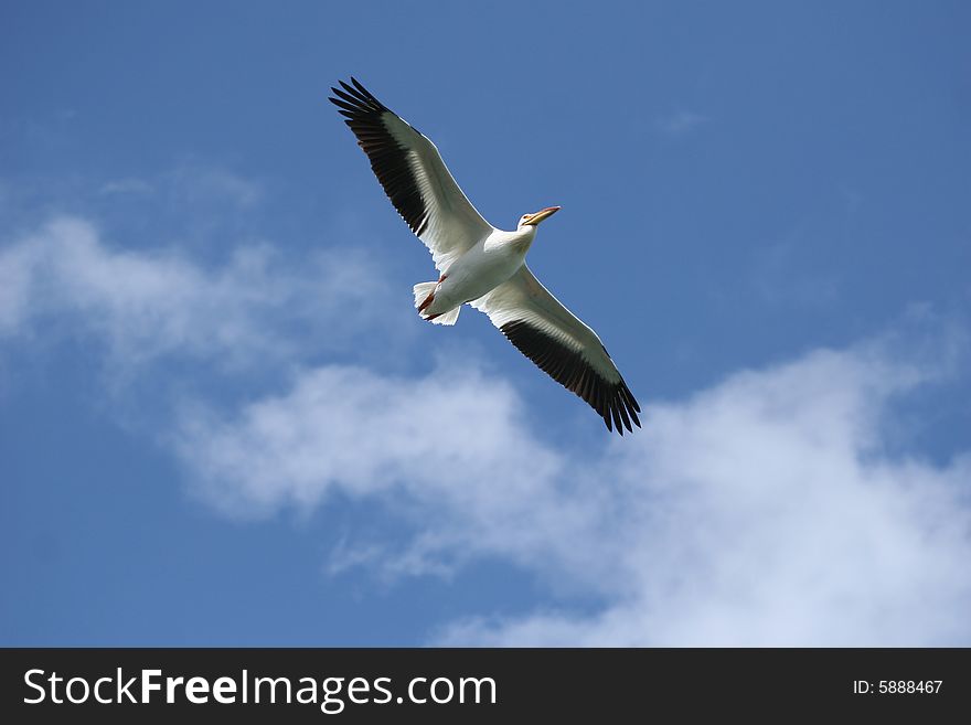 Pelican flying in Alberta with blue sky on background. Pelican flying in Alberta with blue sky on background