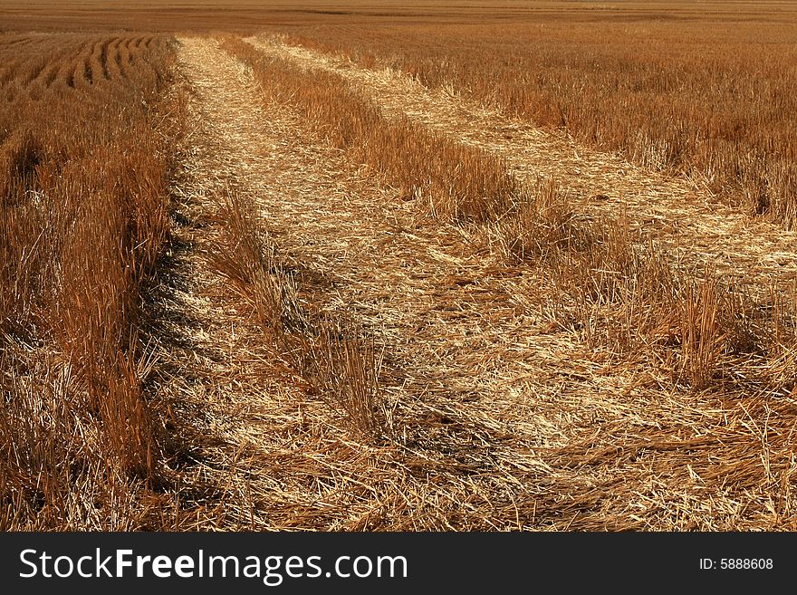 Field of newly harvested wheat with tractor tire tracks. Field of newly harvested wheat with tractor tire tracks