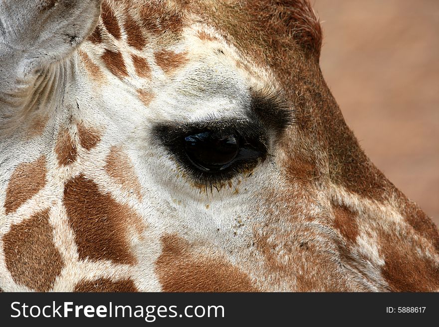 Close-up of face of young giraffe at the zoo
