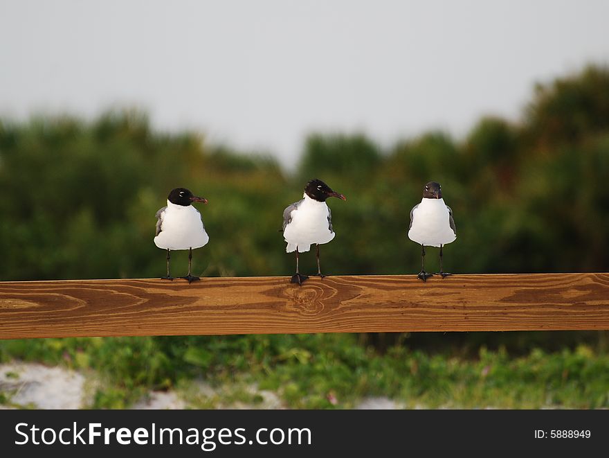 Trio of Gulls