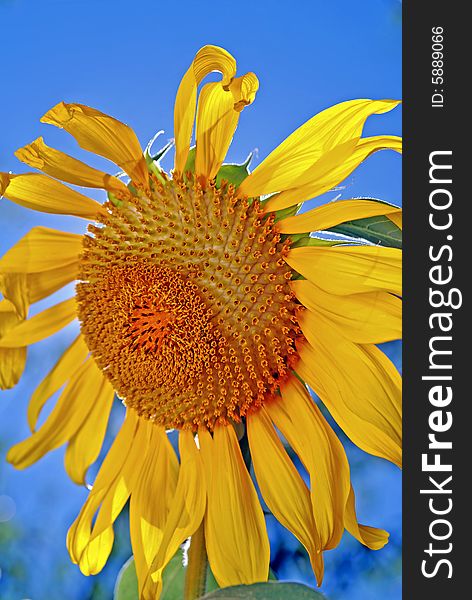 Yellow sunflower against bright blue sky. Yellow sunflower against bright blue sky