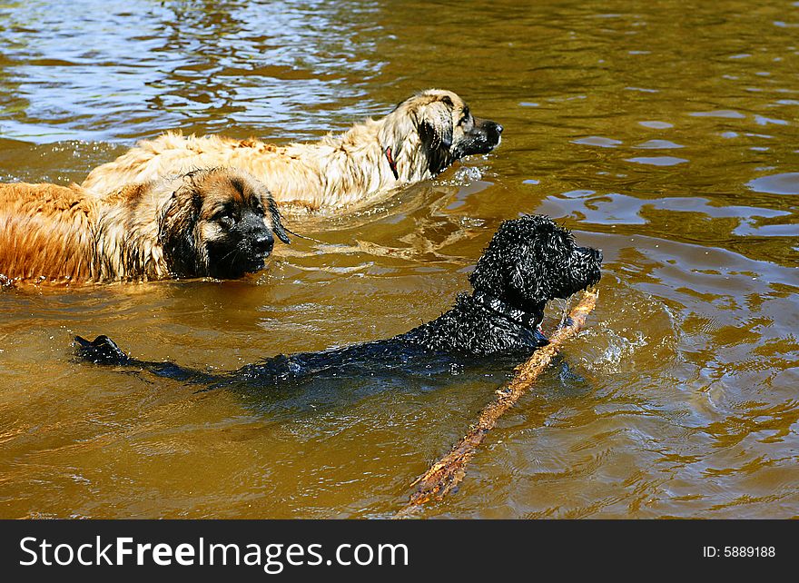 Webbed feet make these two Leonbergers and a Portuguese Water dog strong swimmers. Webbed feet make these two Leonbergers and a Portuguese Water dog strong swimmers.