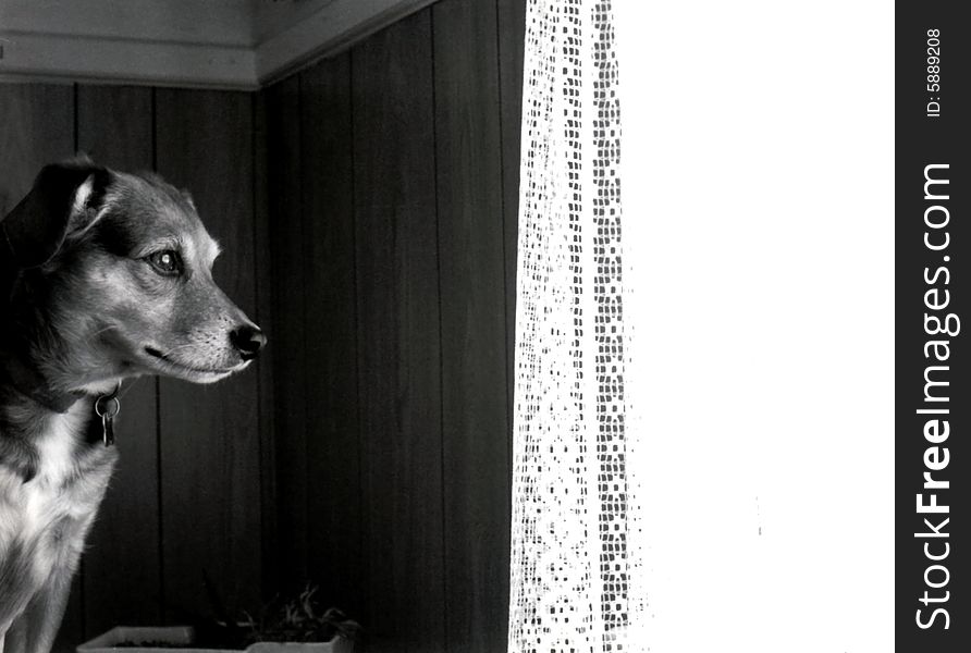 Vintage film scan of a loving dog looking out the window, waiting.
