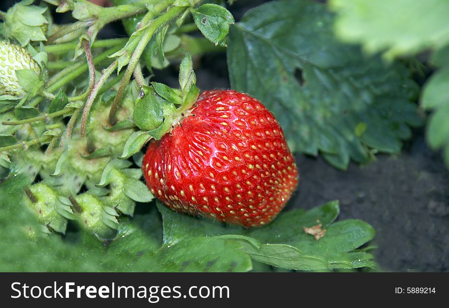 The big, red strawberry on a branch