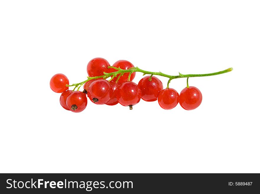 Red currants branchlet (twig) isolated on white background. Red currants branchlet (twig) isolated on white background