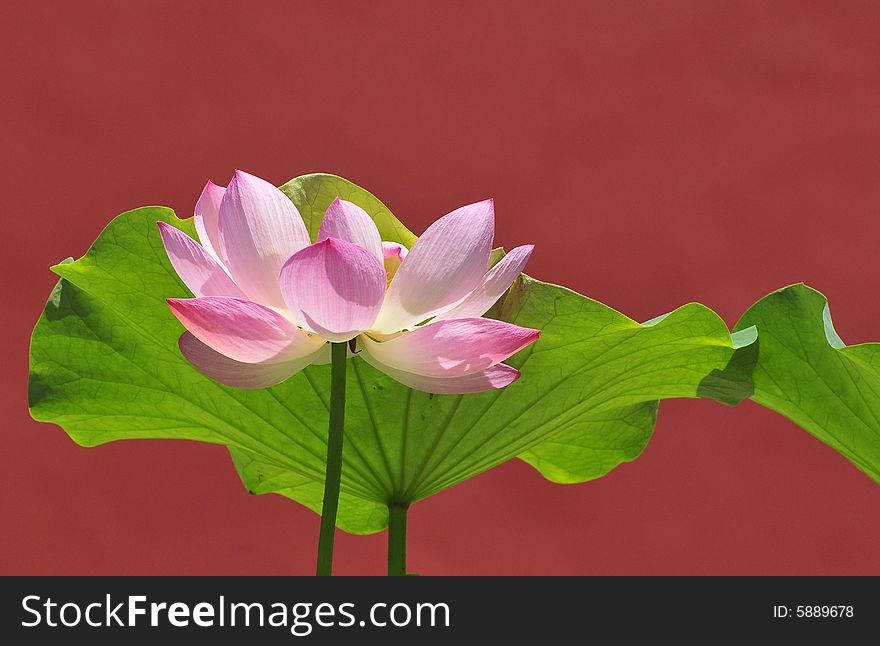 Perfect lotus flowers and red wall， elegant lotus