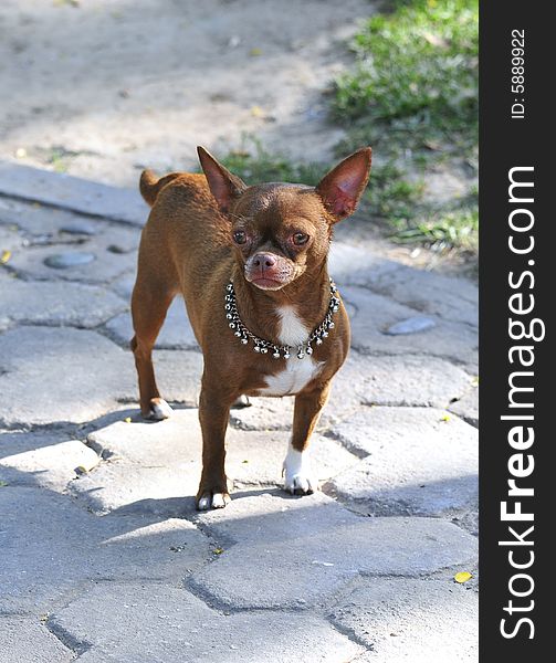 Dog with necklace, dog in brown color