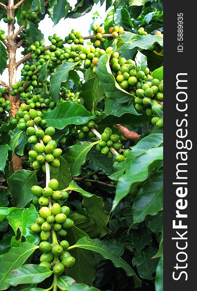 Yunnan Province(China)production of small particles of coffee,like this,it has matured,customers like it because of its high-quality,selling coffee her is the main source of income for farmers.