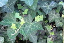 Hedera, Commonly Called Ivy On The Ground Royalty Free Stock Photography