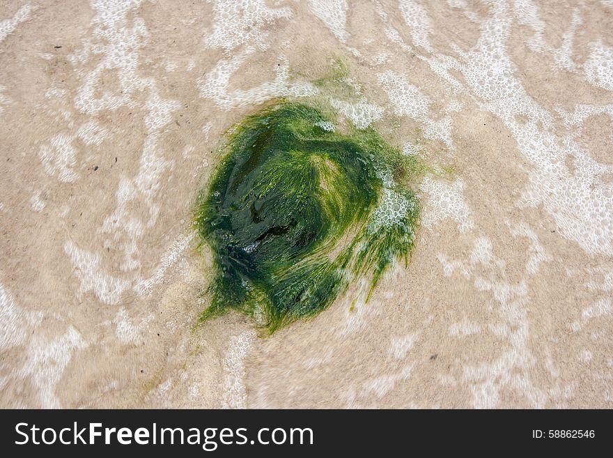 Abstract background with seaweed on the sand