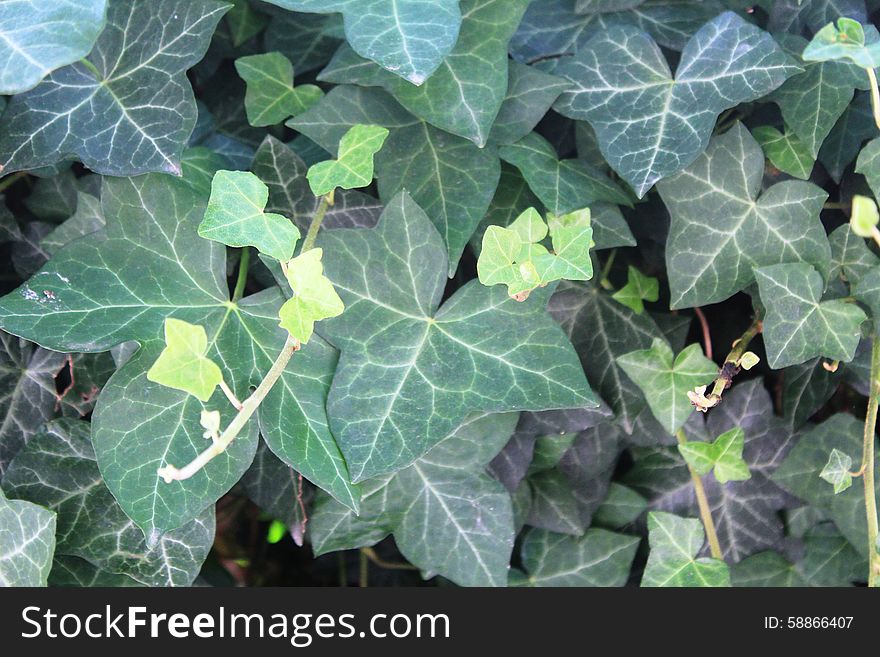 Hedera, Commonly Called Ivy On The Ground