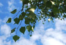 Birch Branch Royalty Free Stock Images Birch Branch Royalty Free Stock Images