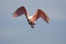 Roseate Spoonbill Flying Overhead Stock Image