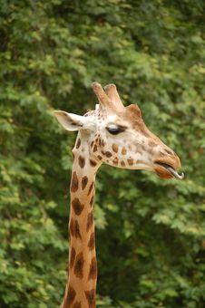Giraffe Royalty Free Stock Photos