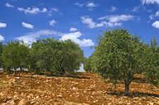 Olive Grove Royalty Free Stock Photography Olive Grove Royalty Free Stock Photography