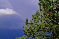Pine Vs Storm Stock Images Pine Vs Storm Stock Images