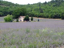 Lavender Fields For Essential Oils Royalty Free Stock Images Lavender Fields For Essential Oils Royalty Free Stock Images