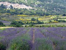Lavender Fields For Essential Oils Royalty Free Stock Images Lavender Fields For Essential Oils Royalty Free Stock Images
