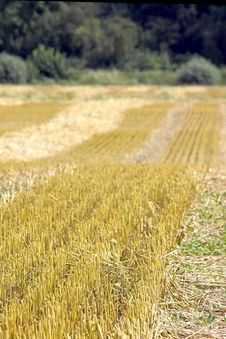 Stubble Field Stock Images