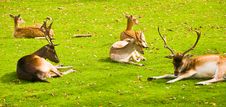Group Of Deers Stock Images