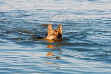 Swiming Germany Sheep-dog Stock Photo