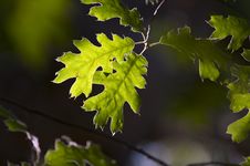 Backlit Oak Leaves Stock Images