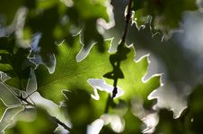 Backlit Oak Leaves Royalty Free Stock Images