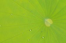The Lotus Leave With Water Drop Stock Photo