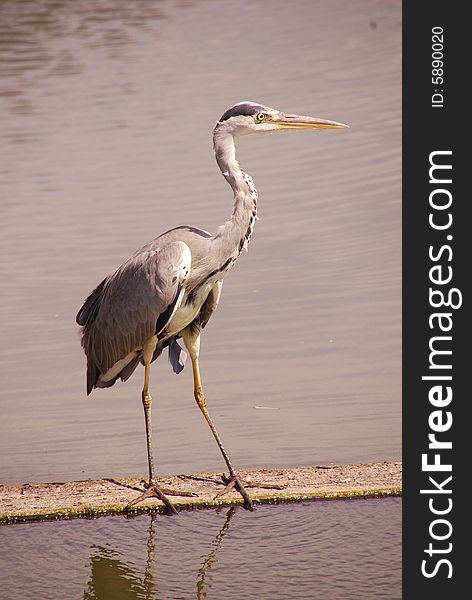 A grey heron at the waterside