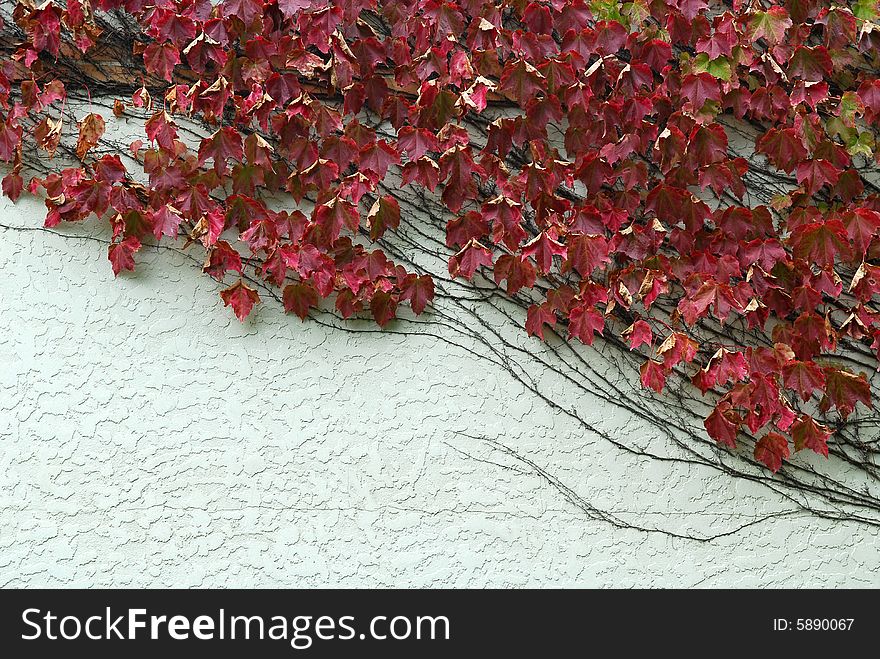 Wind Yard Garden with Red Leaves Crippers on White Wall