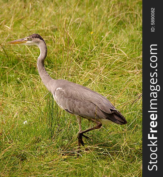 A grey heron walking in a grassland