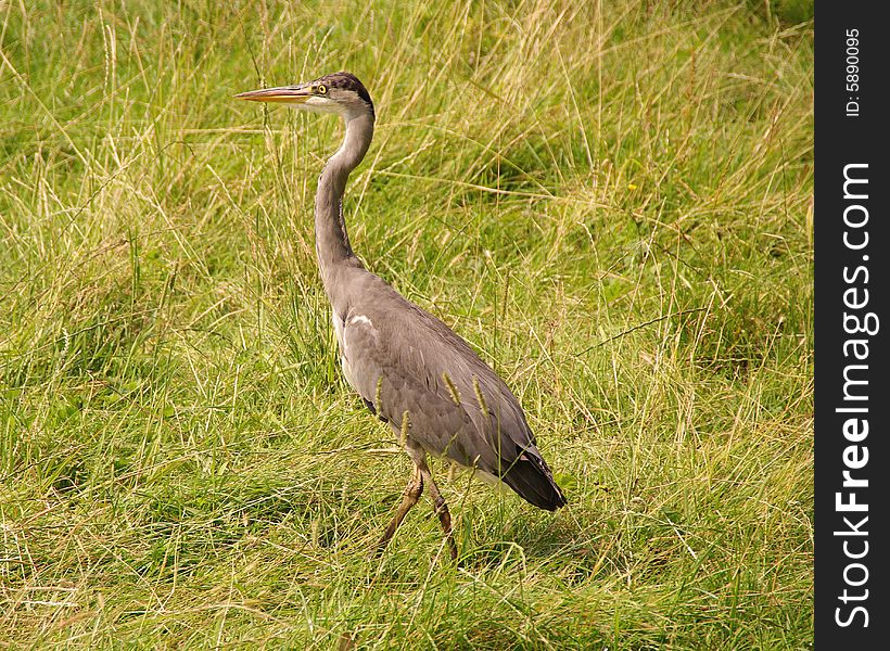 A grey heron walking in a grassland