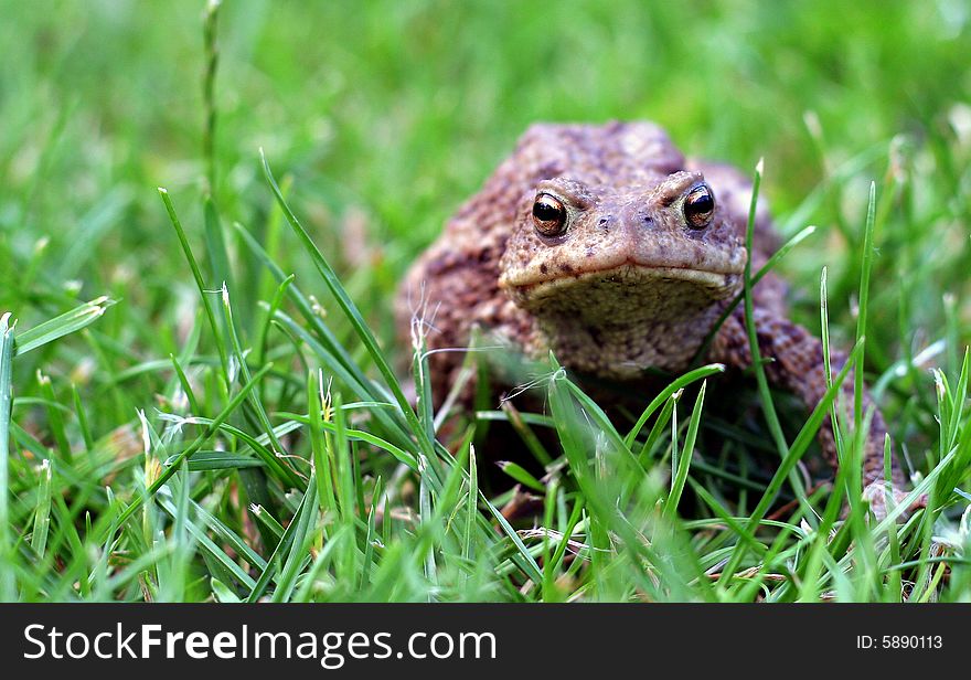 A closeup view of a large toad sitting in green grass. A closeup view of a large toad sitting in green grass.