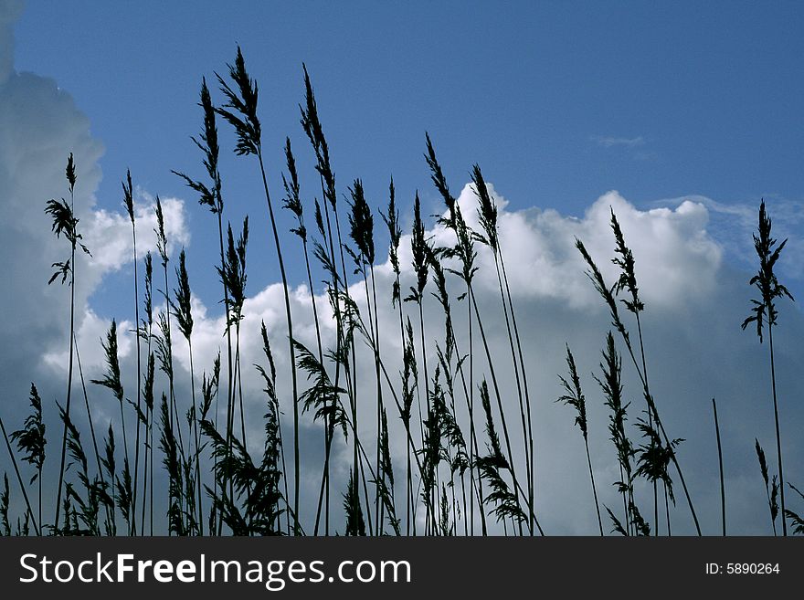 Gras with clouds and blue sky in the background. Gras with clouds and blue sky in the background