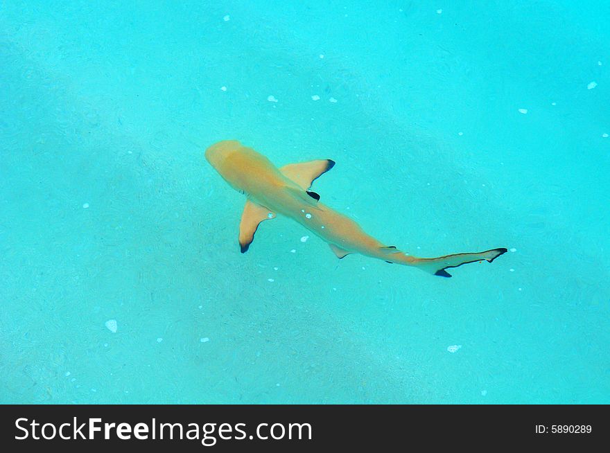 Shark in the Indian ocean next to beach, Maldives