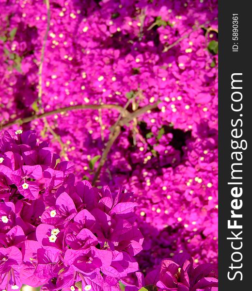 Pink flowers from Tenerife. Canarian islands
