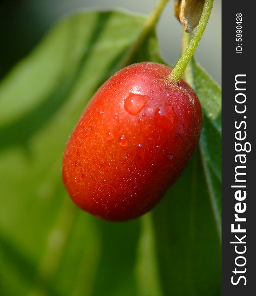 Cornel fruit from Crimea. Macro