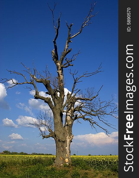 An old dry tree against the blue sky