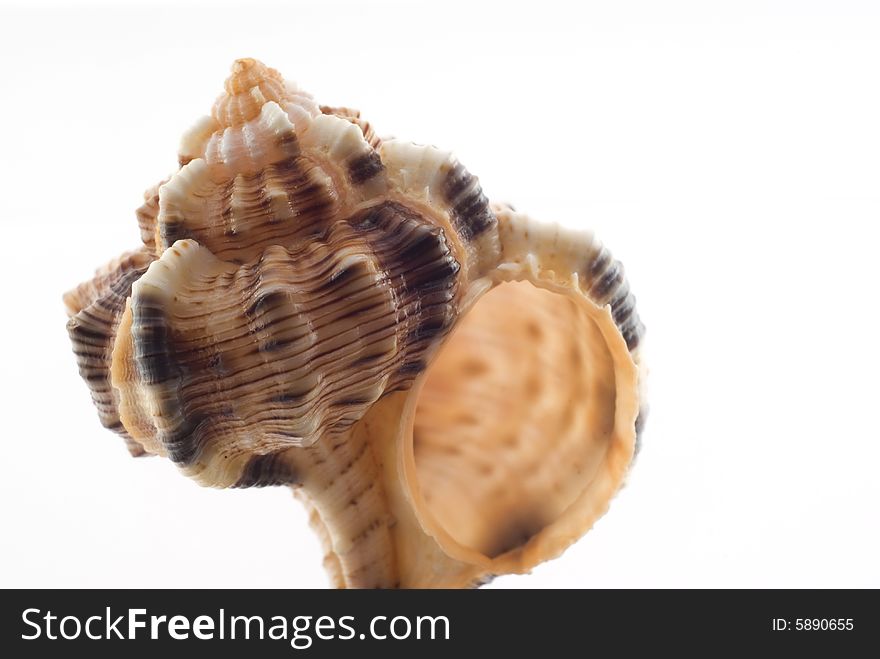 Macro. Sea shell on white