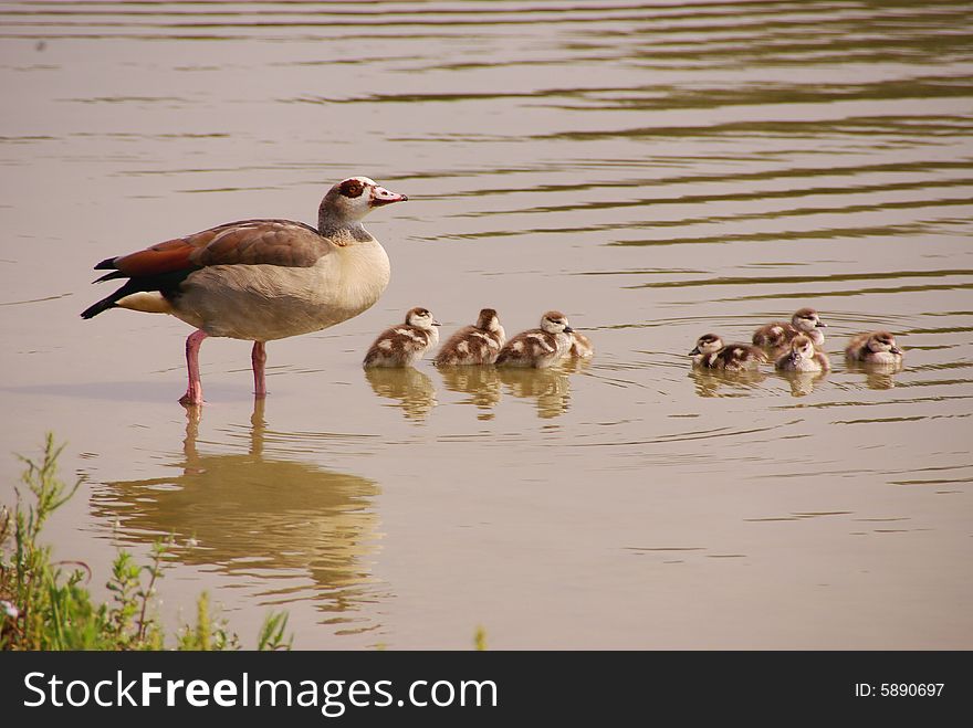 A family Egyptian geese in a lake