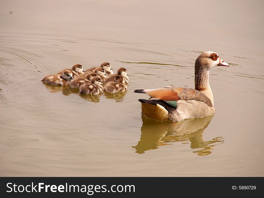 A family Egyptian geese in a lake