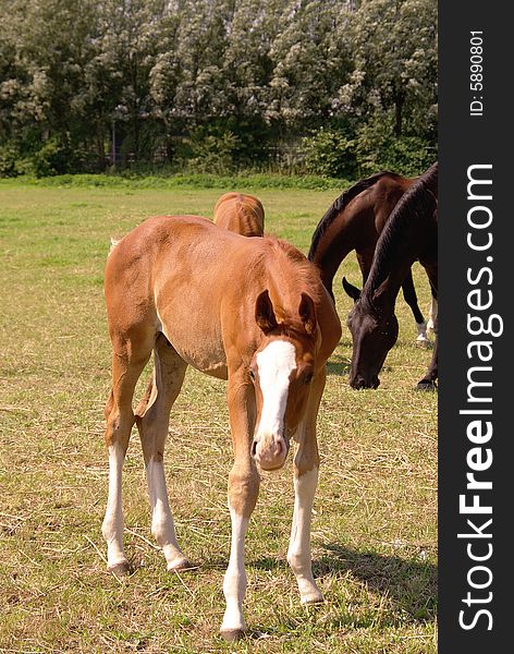 A foal with a white nose and white legs. A foal with a white nose and white legs