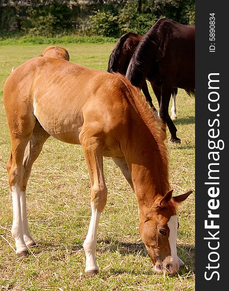 A foal with a white nose and white legs. A foal with a white nose and white legs