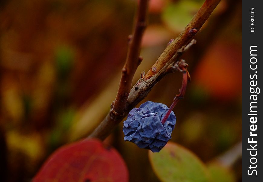 Macro. Old Bilberries. Autumn. Russia