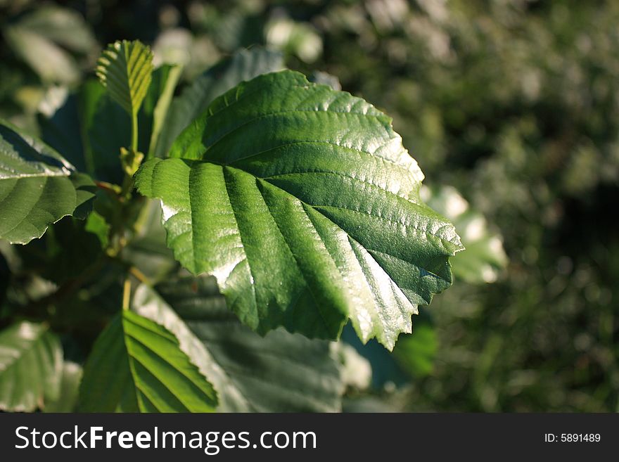 Young leaves hazels under the sun.