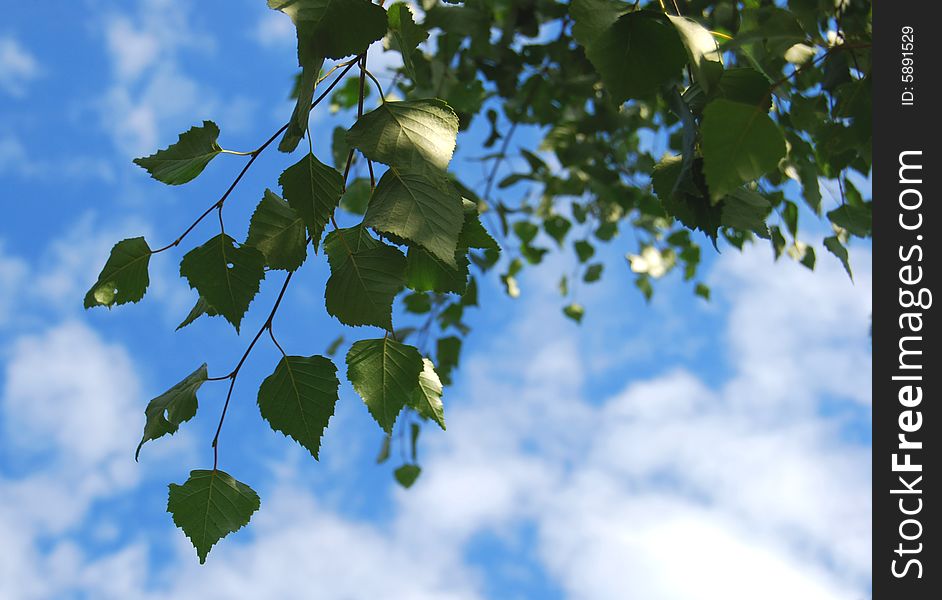 Birch branch with green leaves on of the blue sky