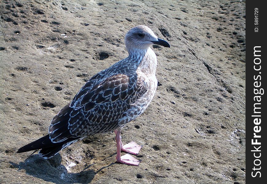 A seagull resting on the rocks