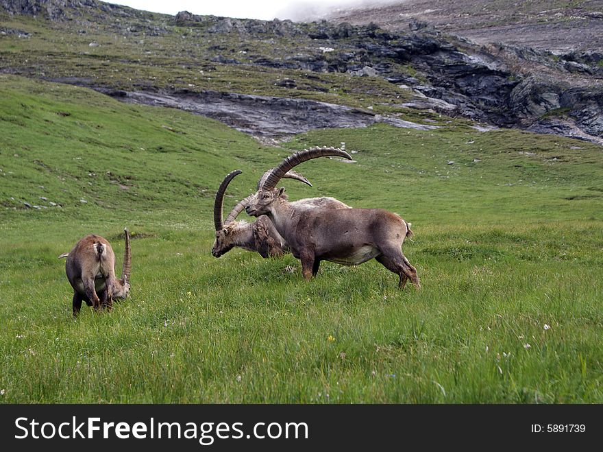 Three ibexes on the grass, Austria. Three ibexes on the grass, Austria